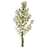 4 foot Yucca Flower
