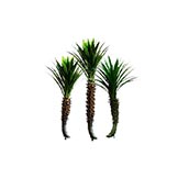 6 foot Yucca Plant