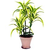 18 inch Dracaena Plant in Ceramic Pot