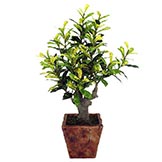 18 inch Codiacum Plant in Pottery Pot