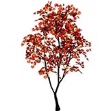 6 foot Maple Tree: Fall Colors: Potted