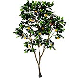 6 foot Orange Tree: Potted
