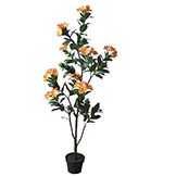 5 foot Rhododendron Tree: Potted