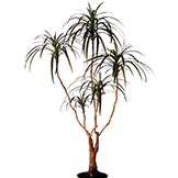4 foot Burgundy-Green Dracaena Marginata Tree: Potted