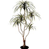 4 foot Variegated Dracaena Marginata Tree: Potted