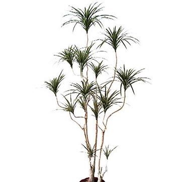 8 foot Variegated Dracaena Marginata Tree: Potted