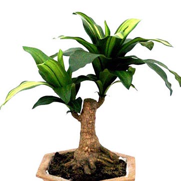 12 inch Variegated Dracaena Plant