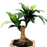 12 inch Variegated Dracaena Plant