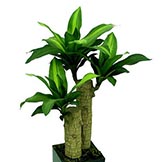 Dracaena Plants