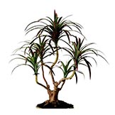 2 foot Burgundy-Green Dracaena Marginata Plant