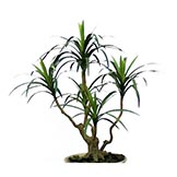 2 foot Variegated Dracaena Marginata Plant