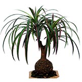 15 inch Burgundy-Green Bottle Dracaena Plant