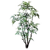 4 foot Ming Aralia Tree: Potted
