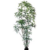 8 foot Ming Aralia Tree: Potted