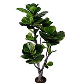 Rubber Trees