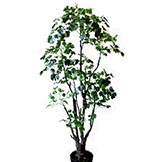 4 foot Aralia Tree: Potted