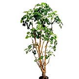 6 foot Aralia Tree: Potted