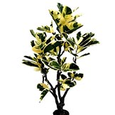 4 foot Variegated Rubber Tree: Potted