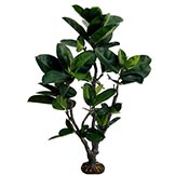 Rubber Trees