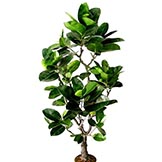 6 foot Green Rubber Tree: Potted