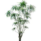 10 foot Dracaena Marginata Tree: Potted
