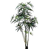4 foot Green Finger Aralia Tree: Potted