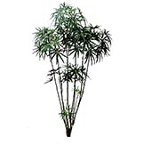 6 foot Green Finger Aralia Tree: Potted