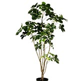 4 foot Dracaena Schefflera Tree: Potted