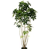 6 foot Dracaena Schefflera Tree: Potted