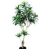 4 foot Dracaena Reflexa Tree: Potted