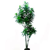 6 foot Dracaena Reflexa Tree: Potted
