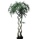 4 foot Green Finger Aralia Tree: Potted