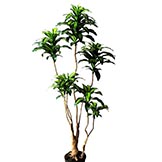 4 foot Dracaena Fragans Plant: Potted