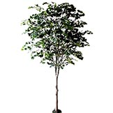 6 foot Single Trunk Ginkgo Tree: Potted