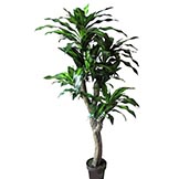 5 foot Dracaena Plant: Potted