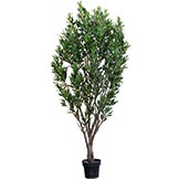 6 foot Olive Tree: Potted
