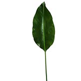 53 inch Cana Lily Leaf: Set of 3