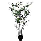 4 foot Black Bamboo Palm: Potted