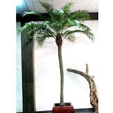 10 foot Phoenix Palm: Potted