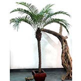 6 foot Phoenix Palm: Potted