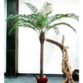 8 foot Phoenix Palm: Potted