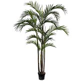 8.5 foot Areca Palm: Potted