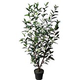 5 foot Honeysuckle Tree: Potted
