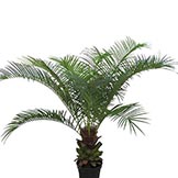 4 foot Pindo Palm: Potted