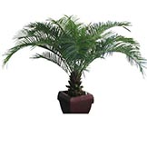 Pindo Palms