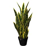 2.5 foot Variegated Sansevieria Plant: Potted