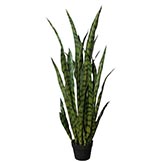4 foot Sansevieria Plant: Potted