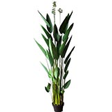 Pickerel Palms