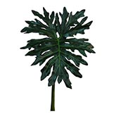 45 inch Philodendron Split Leaf: Set of 3