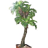 6 foot Cycas Palm Tree: Potted